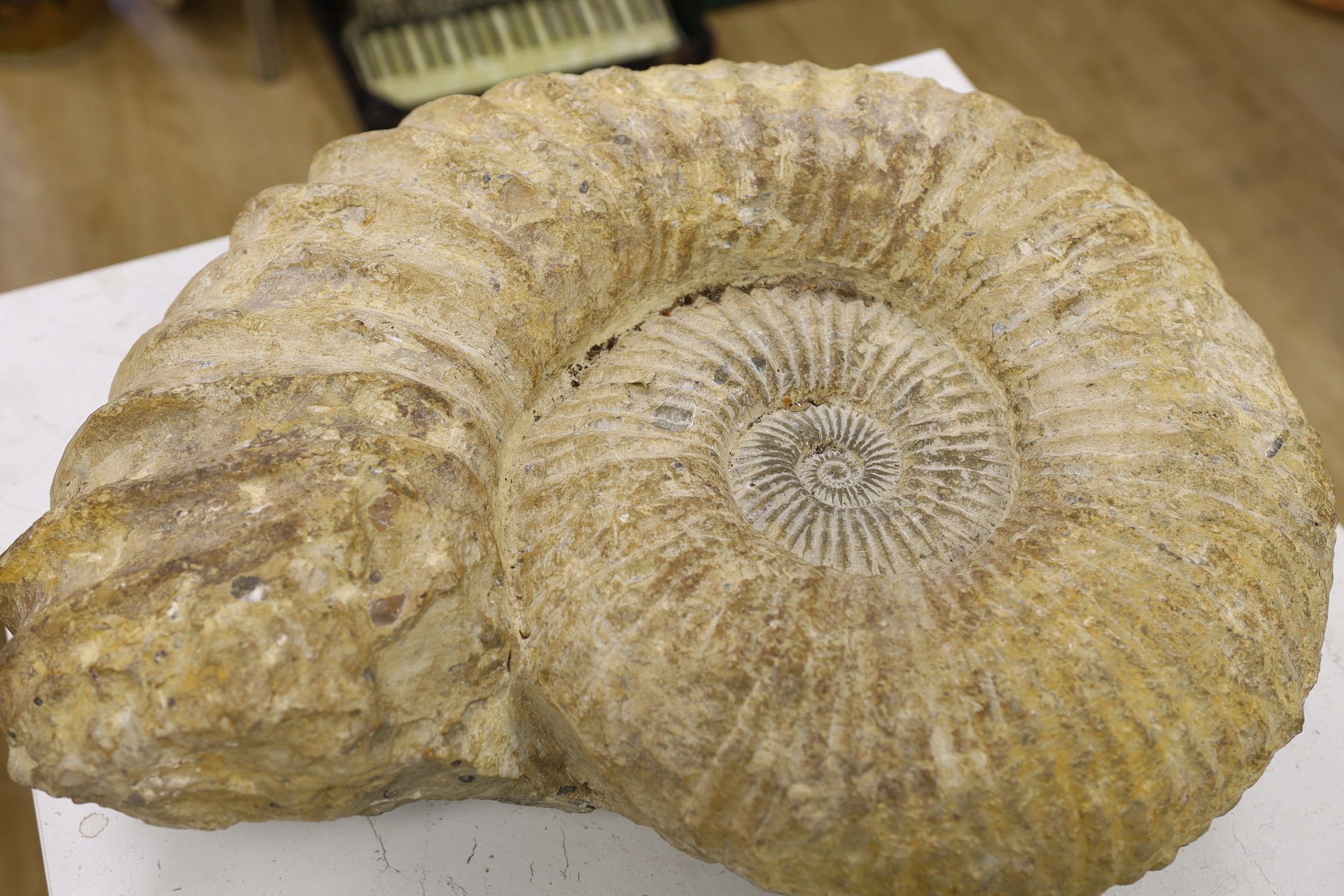 A large ammonite fossil specimen, approx 56 cms x 48 cms